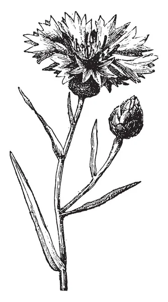 Cornflower Ilustración Grabada Vintage Diccionario Palabras Cosas Larive Fleury 1895 — Vector de stock
