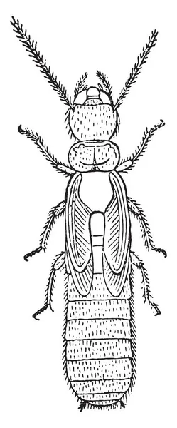 Нимфа Termites Lucifugus Lespes Vintage Enved Illustration — стоковый вектор