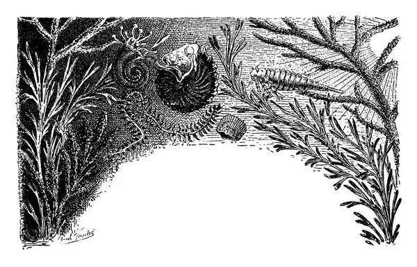 最初植物や動物最初 ビンテージ刻まれた図 1886 前に地球 — ストックベクタ