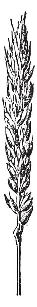 Пшеница Винтажная Гравированная Иллюстрация Словарь Слов Вещей Larive Fleury 1895 — стоковый вектор