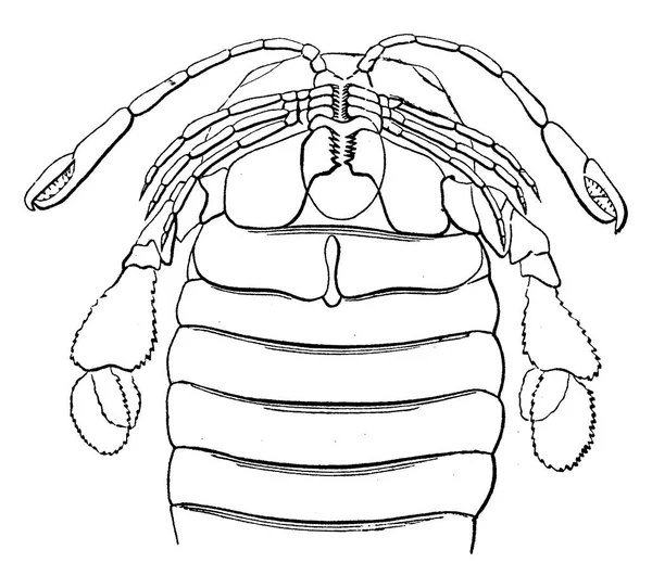 Detaljer Lår Käkar Pterygotus Anglicus Vintage Ingraverad Illustration Jorden Innan — Stock vektor