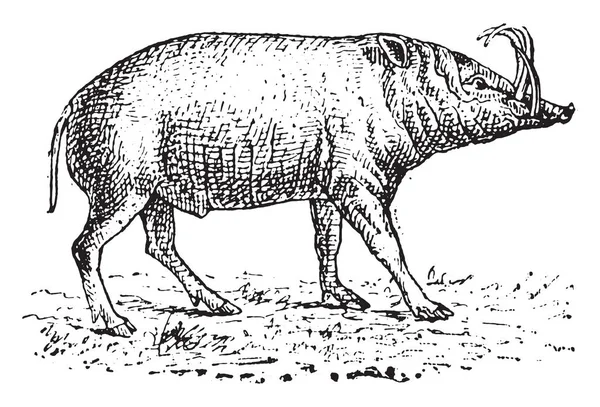 Babiroussa 老式雕刻插图 词汇与事物辞典 Larive 和弗勒勒 1895 — 图库矢量图片