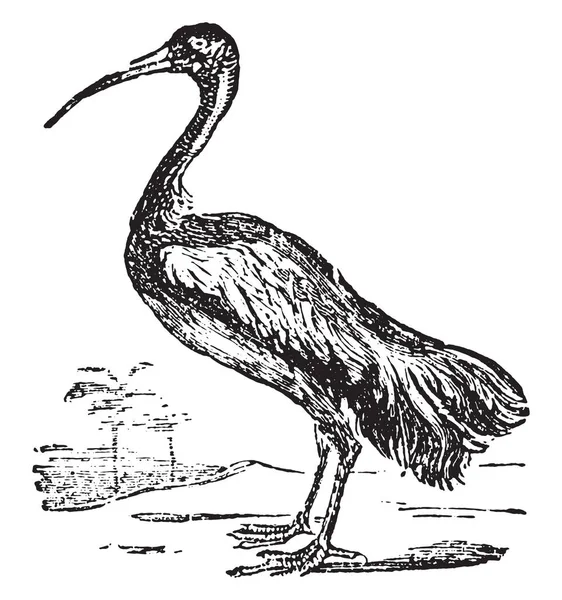 Ibis Nebo Threskiornis Spp Domácího Života Vintage Gravírování 1880 — Stockový vektor