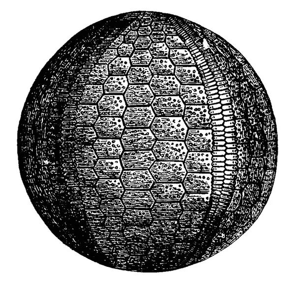 Seeigel Und Seelilien Aus Der Karbonära Gravierte Illustration Erde Vor — Stockvektor