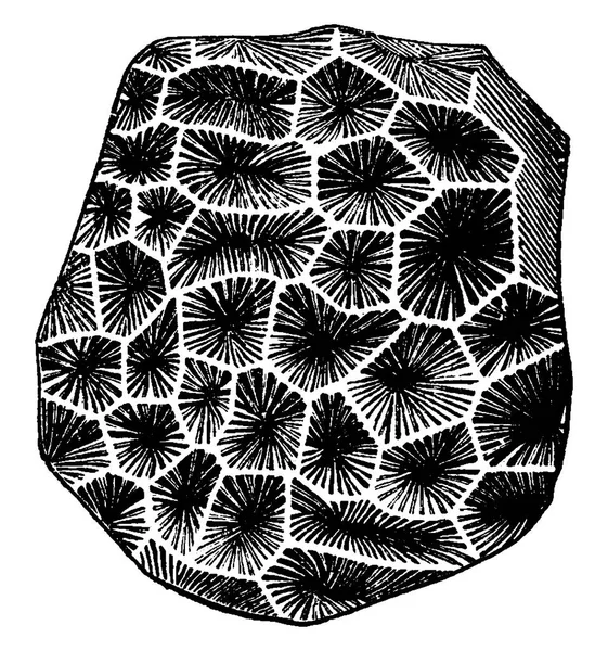 Latomeandra Davidsoni ヴィンテージには 図が刻まれています 1886 前に地球 — ストックベクタ