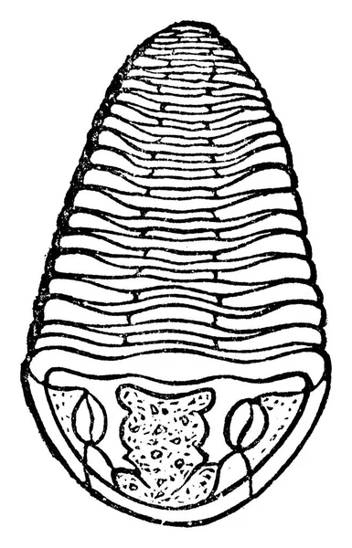 Trilobite Vintage Gravada Ilustração Terra Diante Homem 1886 —  Vetores de Stock