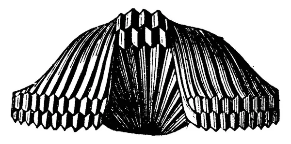 Rhynchonella における ヴィンテージには 図が刻まれています 1886 前に地球 — ストックベクタ