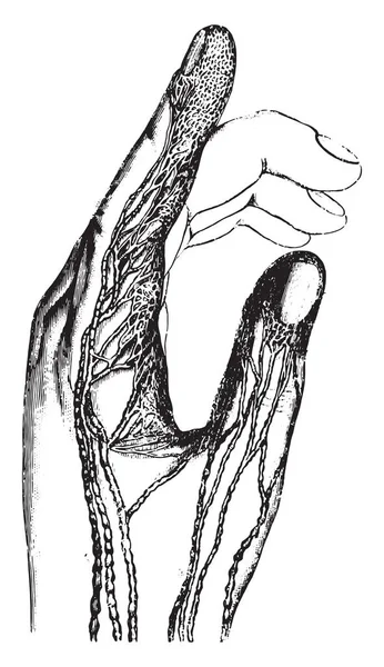 Absorbierende Oder Lymphatische Gefäße Der Finger Vintage Gravur Magasin Pittoresk — Stockvektor