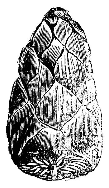 ソテツ 石化した ヴィンテージの刻まれた図の果物 地球人の前に — ストックベクタ