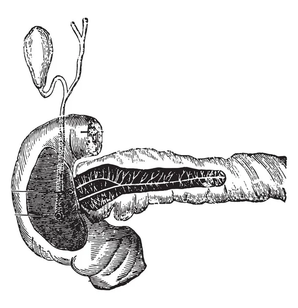 Secreção Bile Suco Pancreático Vintage Gravada Ilustração —  Vetores de Stock