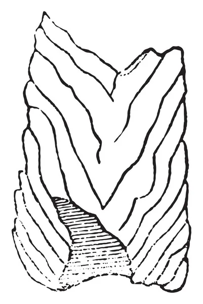 Διαμήκους τμήματος των ένα coprolithe με κιμωλία, vintage χαρακτική — Διανυσματικό Αρχείο