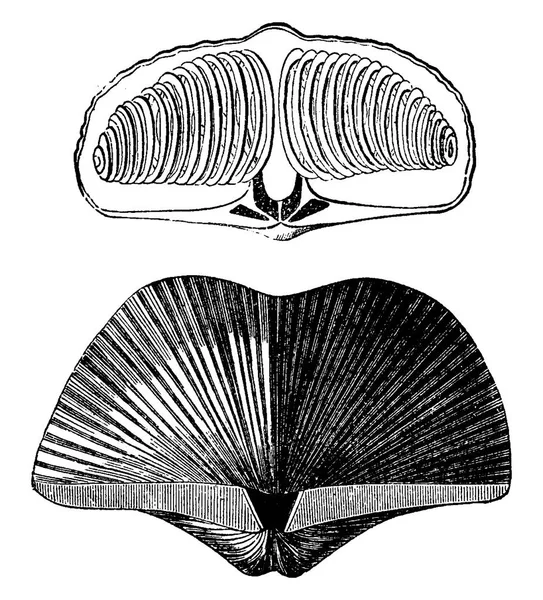 Kagylók Pörgekarúak Devon Időszak Spirifer Striatus Vintage Vésett Illusztráció Föld — Stock Vector