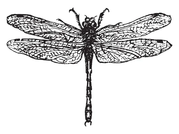 Demoiselle Lub Dragonfly Vintage Grawerowane Ilustracja — Wektor stockowy