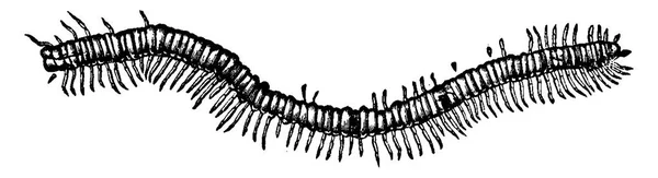 化石蜈蚣 Euphoberia 发现在煤田格拉斯哥 老式雕刻插图 地球在人之前1886 — 图库矢量图片