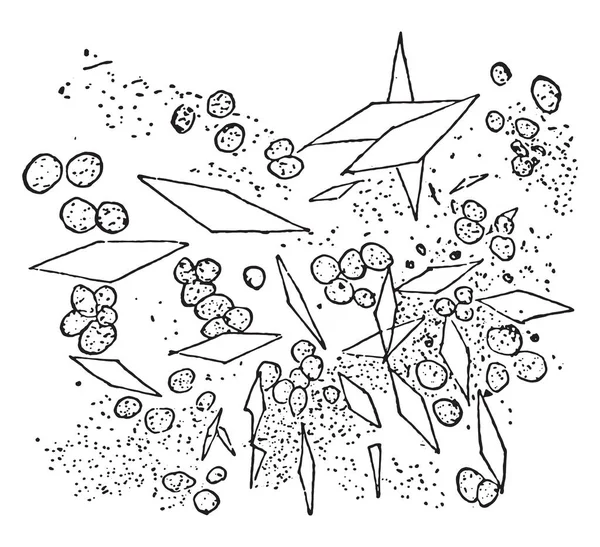 Cristalli Charcotleyden Illustrazione Incisa Epoca — Vettoriale Stock
