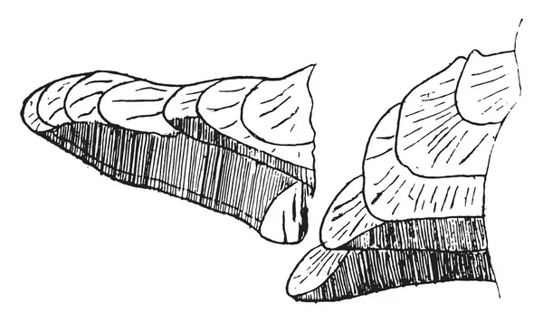 Den Röda Svampen Polyporus Ponderosus Årgång Graverad Illustration — Stock vektor
