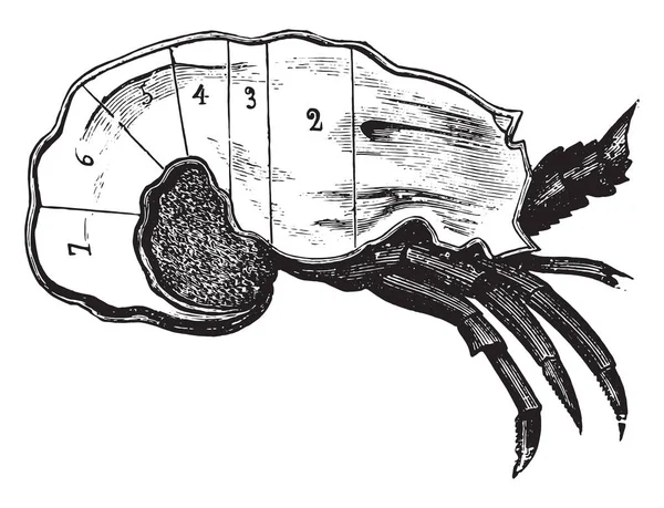 Dissection du homard, gravure vintage . — Image vectorielle