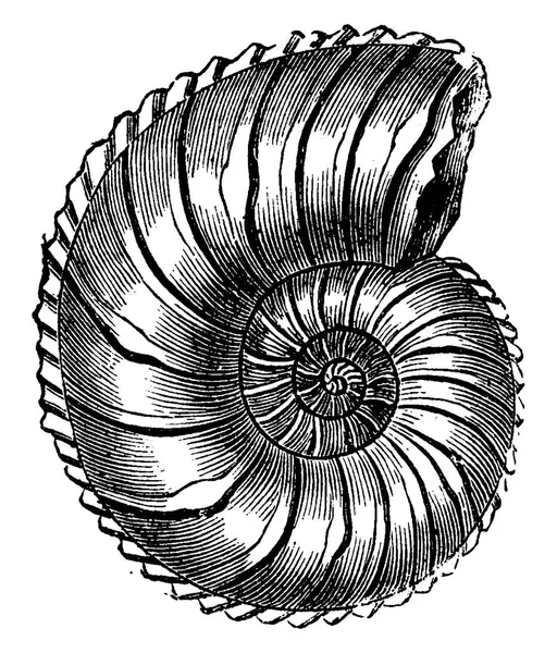 Ammonite Margaritas Illustrazione Incisa Epoca Terra Prima Dell Uomo 1886 — Vettoriale Stock