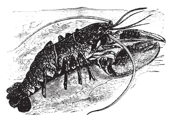 Homard, gravure vintage . — Image vectorielle