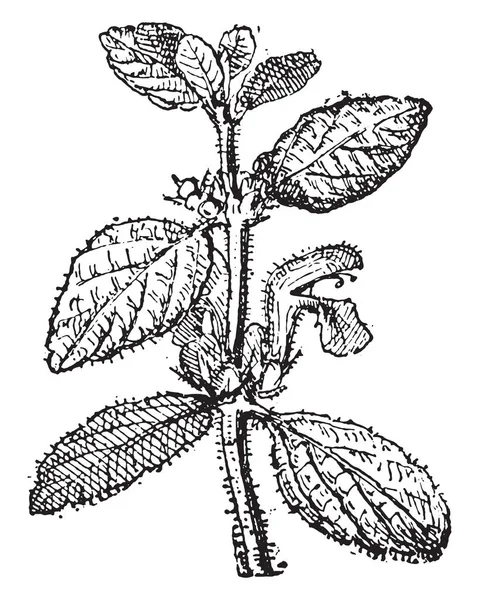 Motherwort, vintage engraving. Stock Vector