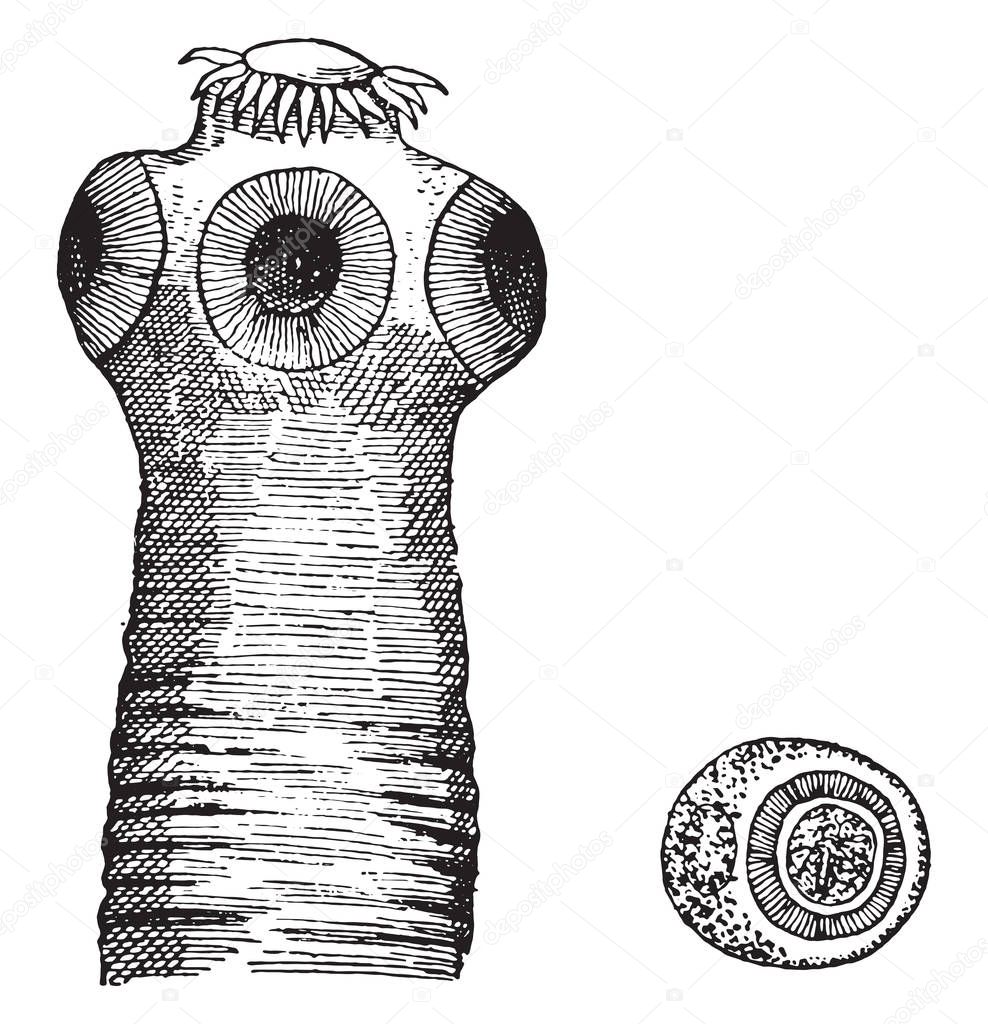 Head of taenia solium, vintage engraved illustration