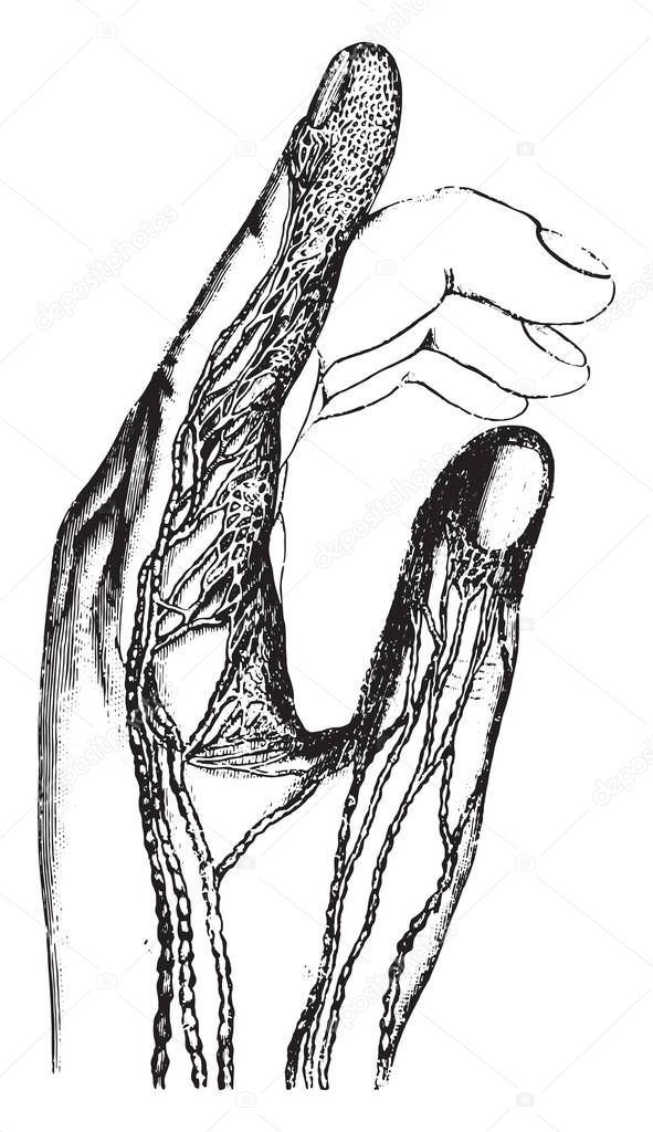 Absorbent or lymphatic vessels of the fingers, vintage engraved illustration. Magasin Pittoresque 1873