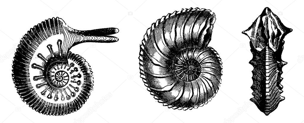 Cephalopods from the Jurassic period, vintage engraved illustration. Earth before man  1886. 