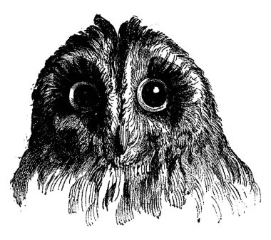 Baykuş, vintage illüstrasyon kazınmış. Adam 1886 önce toprak. 