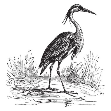 Heron, vintage oyulmuş illüstrasyon