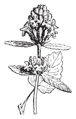 Betony, vintage illüstrasyon kazınmış. Sözlük kelimeler ve şeyler - Larive ve Fleury - 1895