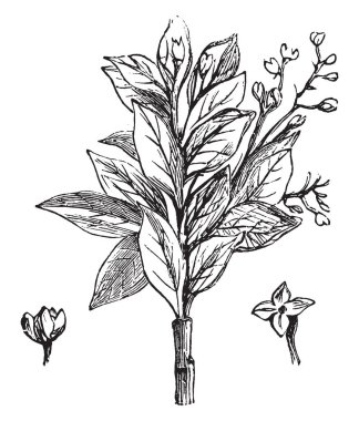 Kömür, vintage illüstrasyon kazınmış.