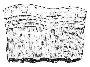 Stereum frustulosum, vintage oyma.