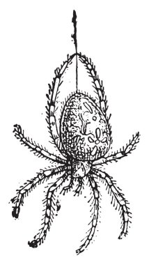 Örümcek, vintage illüstrasyon kazınmış. Sözlük kelimeler ve şeyler - Larive ve Fleury - 1895