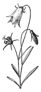 Çan çiçeği, vintage illüstrasyon kazınmış. Sözlük kelimeler ve şeyler - Larive ve Fleury - 1895