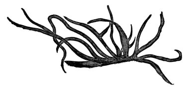 İlk bitkiler, fosil algler, vintage oyulmuş illüstrasyon. Adam 1886 önce toprak. 