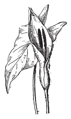 Arum, vintage illüstrasyon kazınmış. Sözlük kelimeler ve şeyler - Larive ve Fleury - 1895