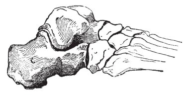 Calcaneus veya topuk kemiği, vintage illüstrasyon kazınmış. Sözlük kelimeler ve şeyler - Larive ve Fleury - 1895