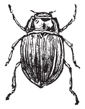 Chrysomelidae, vintage oyulmuş illüstrasyon