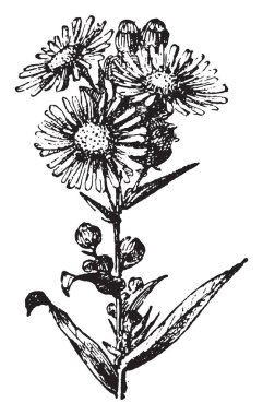 Aster, vintage illüstrasyon kazınmış. Sözlük kelimeler ve şeyler - Larive ve Fleury - 1895