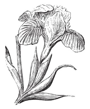 Iris, antika gravür.