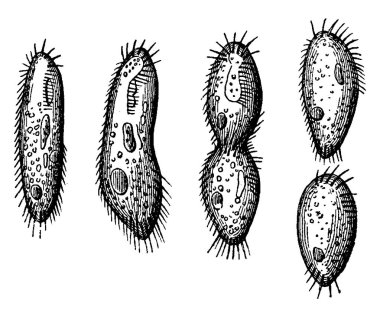 Diatomaceous kendiliğinden bölünme yayılması, vintage illüstrasyon kazınmış. Adam 1886 önce toprak. 