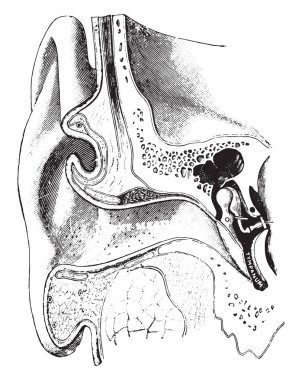 Kulak grafiksel görünümünü, vintage illüstrasyon kazınmış.