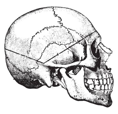 Sözde undertaker'ın yöntemdeki, vintage oyulmuş illüstrasyon testere kesim tarafından alınan ders gösteren kalın çizgi