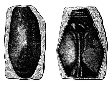 İlk balık, Devoniyen dönemde, Cephalaspis lloydii ve Pteraspis rostratus, vintage illüstrasyon kazınmış. 