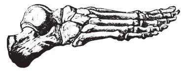 Bones of the foot, vintage engraved illustration clipart