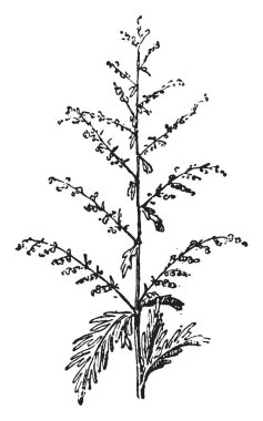 Pelin, vintage illüstrasyon kazınmış. Sözlük kelimeler ve şeyler - Larive ve Fleury - 1895