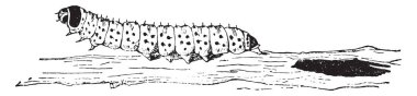 Sarı caterpillar ahşap veya caterpillar kestane, vintage engravi