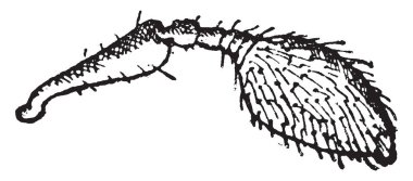Polygraphus, vintage oyulmuş illüstrasyon