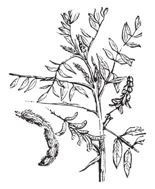 Indigo, vintage oyulmuş illüstrasyon