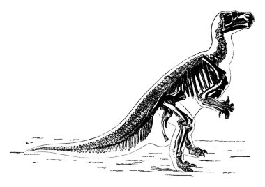 İguandonunun ana iskelet, vintage illüstrasyon kazınmış. Adam önce toprak  